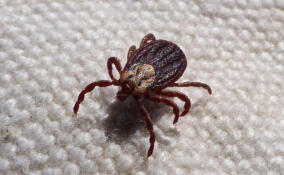 В Ленинградской области просыпаются клещи