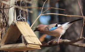 Пугливую и осторожную сойку удалось запечатлеть в Монрепо