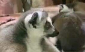 Тише, не будите: кошачьи лемуры из Ленинградского зоопарка показали, как проводят свободное время