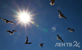 Воскресенье в Петербурге стало рекордно теплым