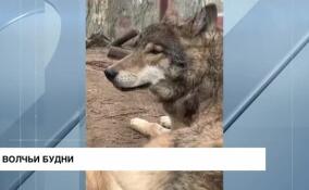 Волчьи будни: Мрак и Сумрак скоро сменят шубки