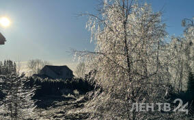 Фото: как выглядит Ленобласть после ледяного дождя