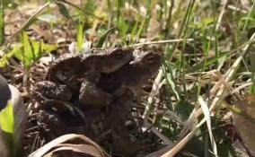 Заказник «Сестрорецкое болото» ищет волонтеров, чтобы перенести через трассу 15 тысяч жаб