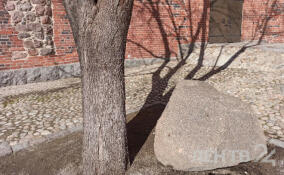 Камень для памятника коту Филимону установили во дворе Выборгского замка