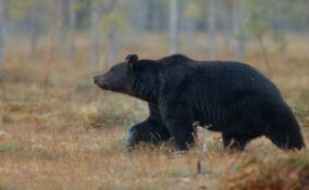 В Ленинградской области открылась охота на медведя