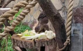 У пары ленивцев в Ленинградском зоопарке родился детеныш