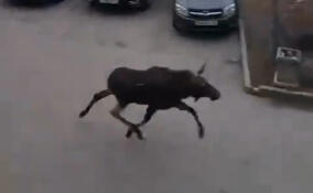 Испуганный лосёнок бегает по дворам Выборга — видео