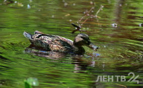 В Ленинградской области открывается весенняя охота на водоплавающую и перелетную дичь