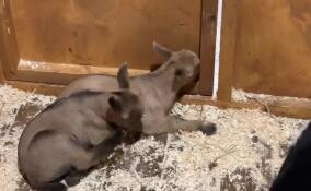 В Ленинградском зоопарке три камерунские козочки впервые стали мамами