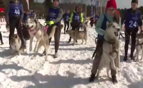 В Гарболово прошел традиционный забег с собаками «Косолапый трейл»