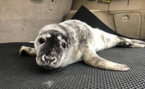 Испуганного серого тюлененка нашли в Ломоносовском районе