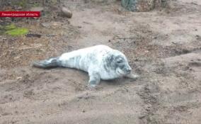 В Фонд друзей балтийской нерпы привезли тюлененка из окрестностей поселка Систо-Палкино