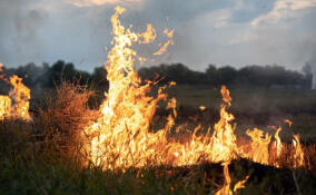 В лесах Ленинградской области начался пожароопасный сезон