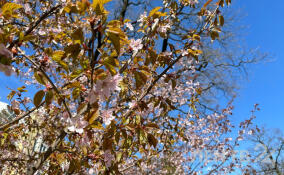 Цветущая сакура стала причиной очередей в Ботаническом саду