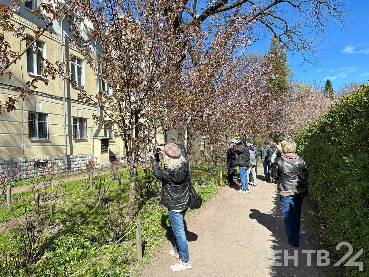 Цветущая сакура стала причиной очередей в Ботаническом саду