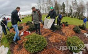 Тысячи деревьев и кустарников высадят в преддверии Дня Победы в Ленобласти