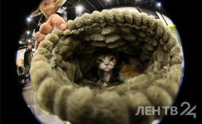 Национальная выставка кошек и собак в Петербурге – в ярких снимках ЛенТВ24