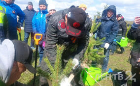 Александр Дрозденко поучаствовал в высадке новых деревьев на месте рощи-геоглифа «Искра»
