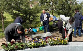 Более 700 субботников прошло на мемориалах Ленобласти в преддверии Дня Победы