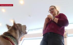 Как поехать в отпуск с домашними животными?