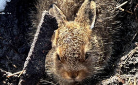 В Нижне-Свирском заповеднике на свет появились первые зайчата