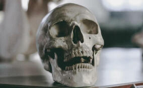 Человеческий скелет нашли в кустах в Буграх