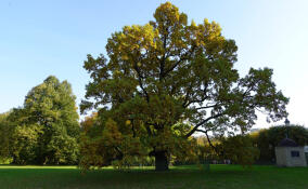 Орловский дуб из Гатчины претендует на звание «Российское дерево года – 2024»