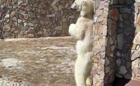 Ленинградский зоопарк показал танец медведицы Хаарчаны на задних лапах