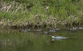 Мать-героиню с 11 утятами запечатлели на реке Оредеж