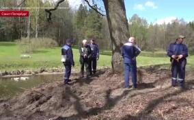 В Павловском парке прошла операция по спасению дуба-ровесника первых владельцев Павловска