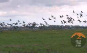 Около трех тысяч гусей остановились на полях в Тосненском районе