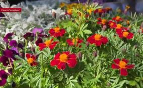 Петербуржцы и жители Ленобласти обменяли старые книги на молодые саженцы