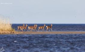На Финском заливе заметили стадо оленей, которые изящно открыли купальный сезон