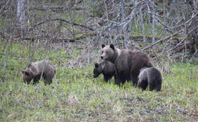 Медведица с медвежатами полакомились травой в Нижне-Свирском заповеднике