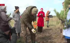Волонтеры Победы помогают спасти от засухи молодые сосны на геоглифе «Искра»