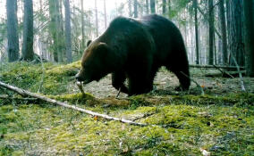 Во Всеволожском районе медведь-жених попал в кадр видеоловушки
