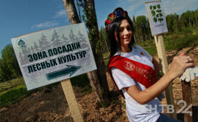 "Всероссийский день посадки леса" в Ленобласти - в ярких снимках ЛенТВ24