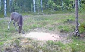 Трапеза лесных обитателей в Ленинградской области попала в объектив фотоловушки