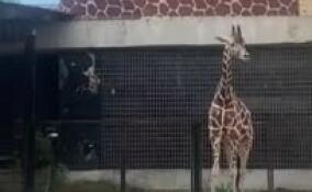 В Ленинградском зоопарке жираф Соня показала, как почесать бок без подручных средств
