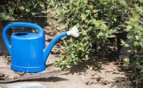 Садоводов Ленобласти просят не использовать питьевую воду для полива