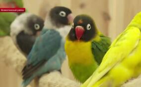 В Кудрово открылся первый в России контактный зоопарк с попугаями