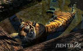 Первые летние дни в Ленинградском зоопарке в ярких снимках ЛенТВ24