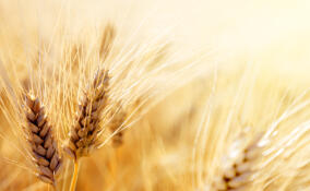Пшеница из Ленобласти впервые отправлена в Бразилию