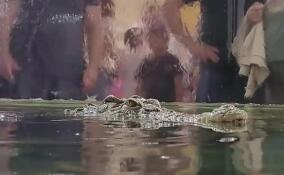В Ленинградском зоопарке рассказали, чем питается крокодил Тотоша