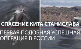 У Териберки спасли горбатого кита Станислава