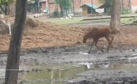 «Приют Белоснежки» показал счастливого лося