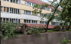 Падающий кран и вырванные с корнем деревья: последствия разгула стихии в Петербурге