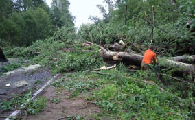 Свыше 500 поваленных деревьев убрали с дорог Ленобласти после урагана