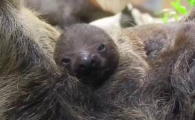 Сотрудники Ленинградского зоопарка объявили конкурс на имя для новорожденного ленивца