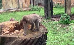 Ленинградский зоопарк опубликовал видео с очаровательным семейством японских макак